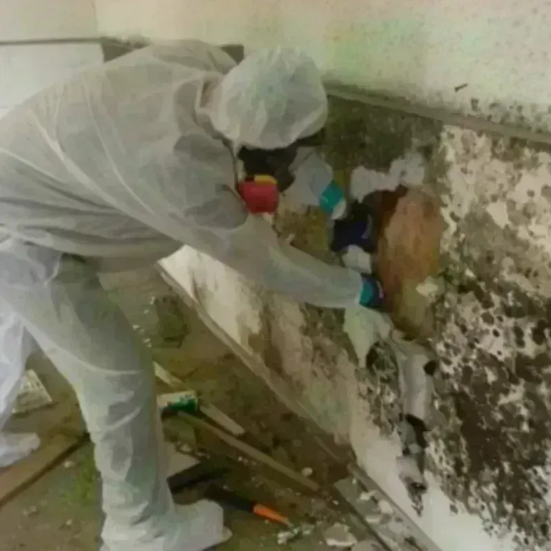 Mold Remediation and Removal in Lincoln, VT